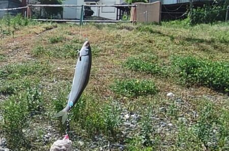琵琶湖志賀浜小鮎釣り